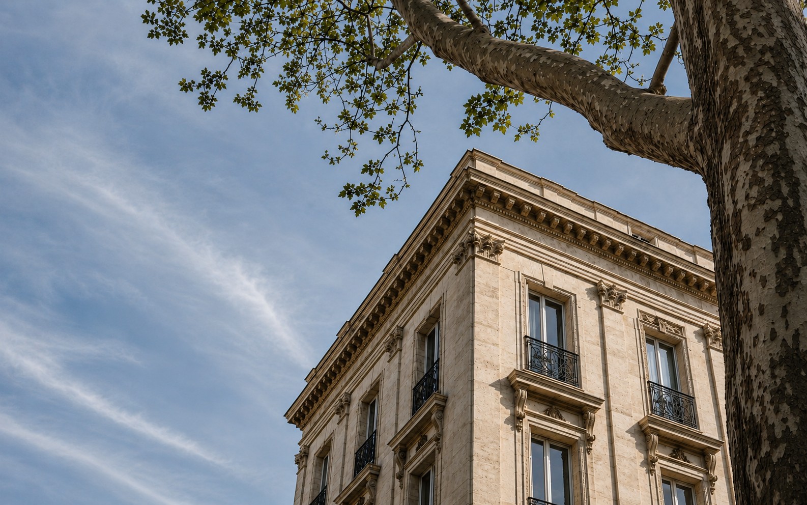 A classical European stone building seen from below, framed by the branches of a mature plane tree against a clear sky.